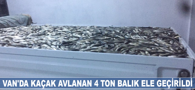 Van'da kaçak avlanmış 4 ton balık ele geçirildi