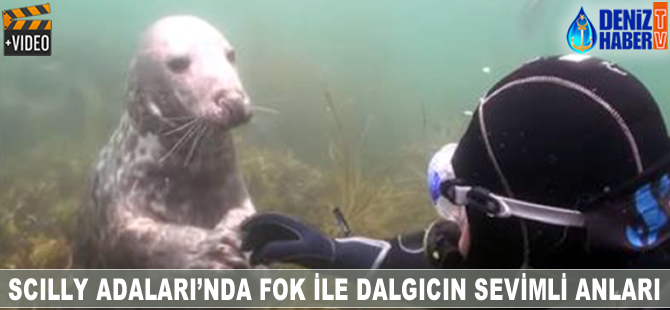 Scilly Adaları açıklarında fok ile dalgıcın sevimli anları
