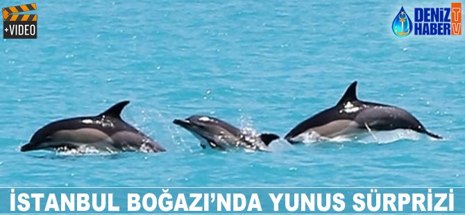 İstanbul Boğazı'nda yunus sürprizi