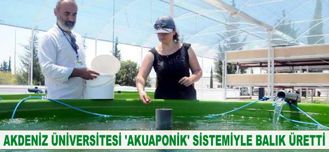 Akdeniz Üniversitesi akuaponik sistemiyle balık ve sebze üretti