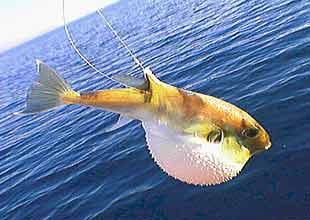 Oltacılar da balon balığından dertli