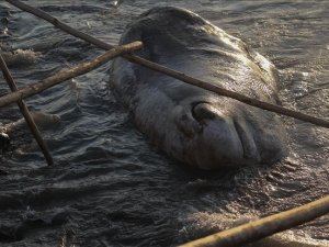 Hatay'da İspermeçet Kaşolot türü balina kıyıya vurdu