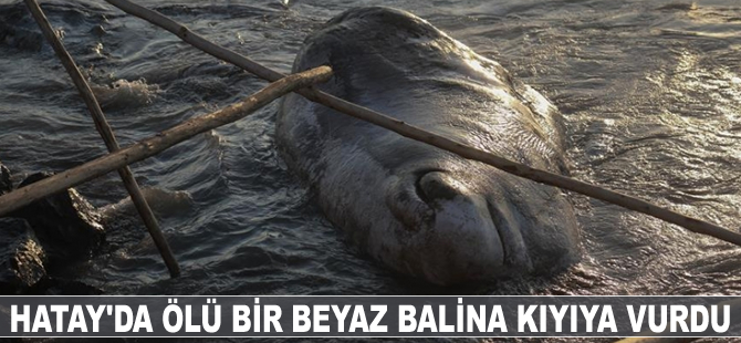 Hatay'da İspermeçet Kaşolot türü balina kıyıya vurdu