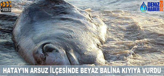 Hatay'da beyaz balina kıyıya vurdu