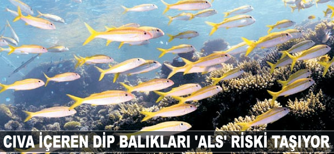 Cıva içeren balıklar ALS riski taşıyor