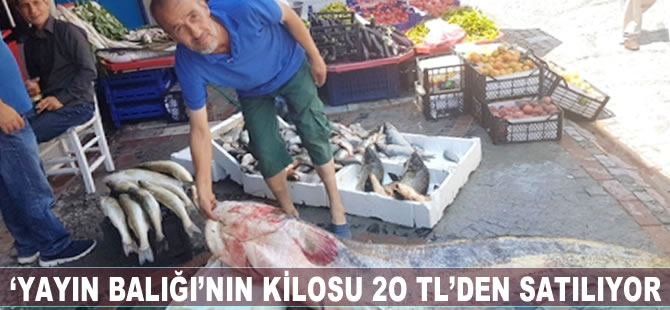 2 metre boyunda olan 'yayın balığı'nın kilosu 20 TL'den satılıyor