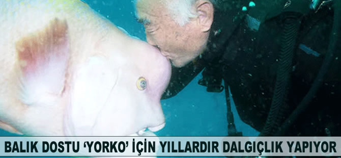 Balık dostu 'Yorko' için yıllardır dalış yapıyor