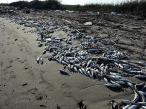 Bursa'da binlerce ölü balık karaya vurdu