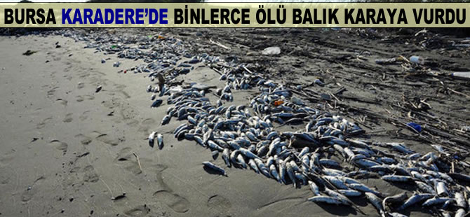 Bursa'da binlerce ölü balık karaya vurdu