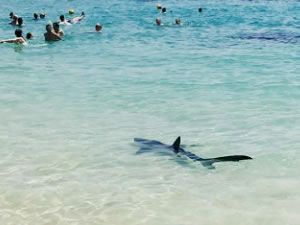 Mallorca Plajı'nda köpekbalığı paniği yaşandı