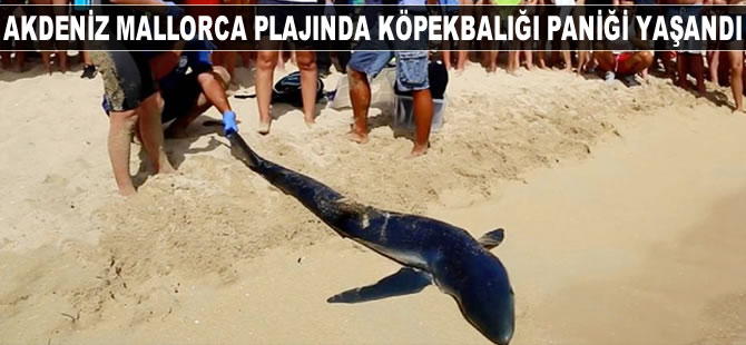 Mallorca Plajı'nda köpekbalığı paniği yaşandı