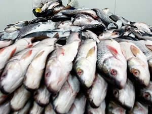 Denizli’den Rusya’ya 6 bin ton balık ihracatı yapıldı