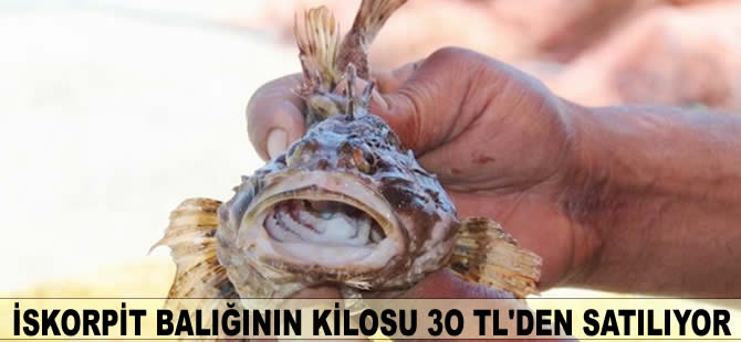 Dışı zehirli İskorpit balığının kilosu 30 TL'den satılıyor