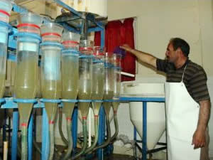 5 milyon 100 bin balık üretimi için balık sağımı başladı