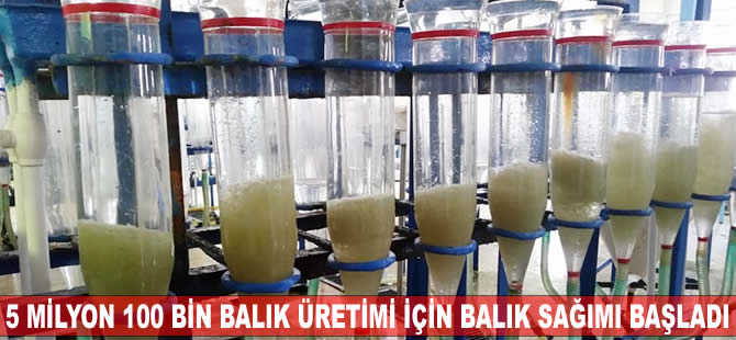 5 milyon 100 bin balık üretimi için balık sağımı başladı