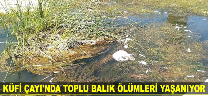 Küfi Çayı'nda toplu balık ölümleri yaşanıyor