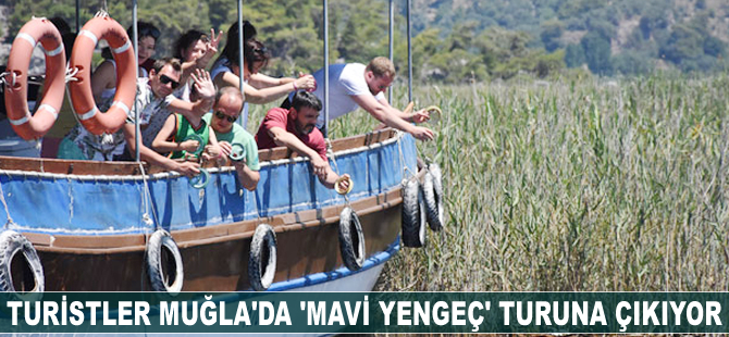 Turistler, Muğla'da 'mavi yengeç' turuna çıkıyor
