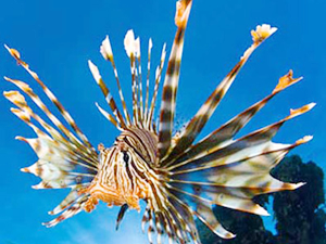 Denize girenler bu balığa çok dikkat etmeli