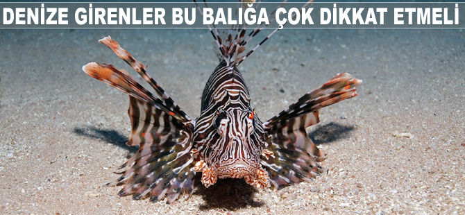 Denize girenler bu balığa çok dikkat etmeli