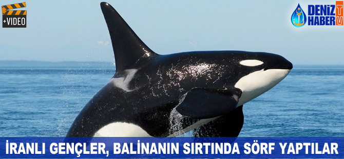 Balinanın sırtında sörf yaptılar