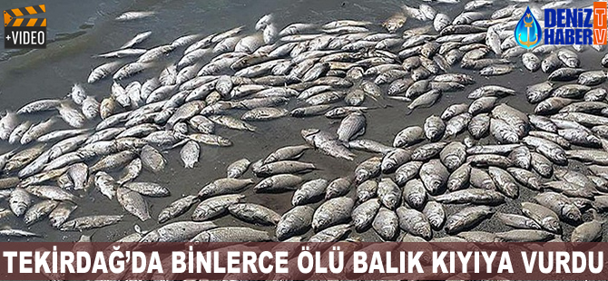 Tekirdağ'da toplu balık ölümleri yaşandı