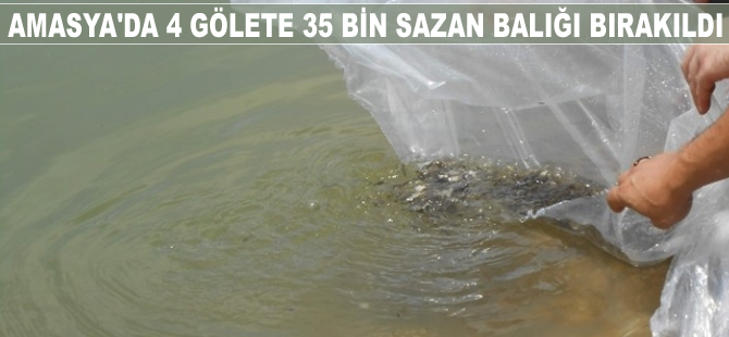 Amasya’da 4 gölete 35 bin sazan yavrusu bırakıldı
