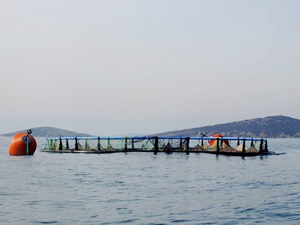 Ayvalık’ta balık çiftliği kurulmayacak