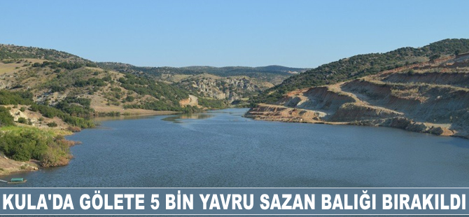 Kula'da gölete 5 bin yavru sazan balığı bırakıldı