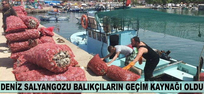 Deniz salyangozu balıkçıların geçim kaynağı oldu