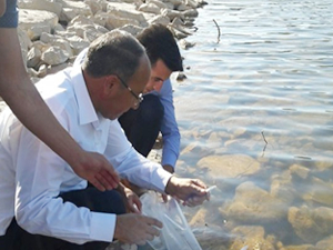 Denizli’de göletlere 122 bin sazan balığı bırakıldı