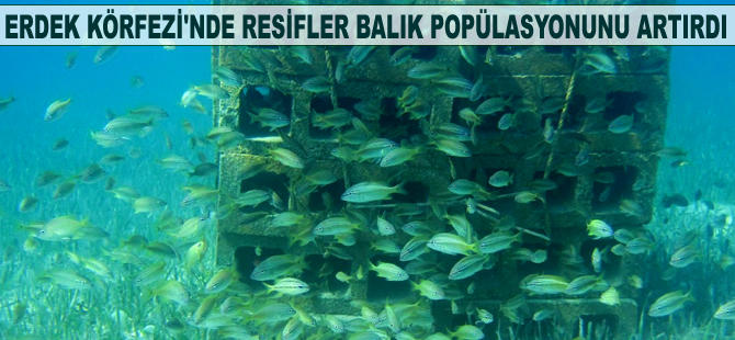 Erdek Körfezi'nde yapay resifler balık popülasyonunu artırdı