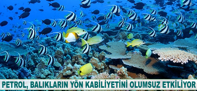 Petrol, balıkların yön kabiliyetini olumsuz etkiliyor