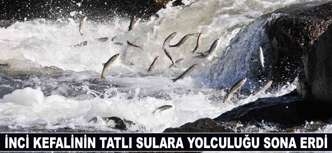İnci kefalinin tatlı sulara yolculuğu sona erdi