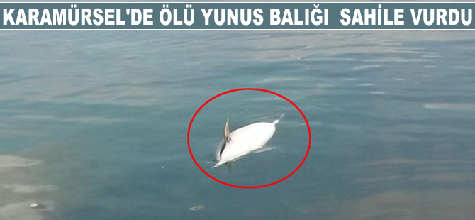 Karamürsel'de ölü yunus balığı sahile vurdu