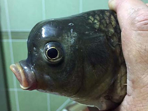 Sakarya'da oltaya takılan balık görenleri şaşırttı