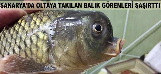 Sakarya'da oltaya takılan balık görenleri şaşırttı
