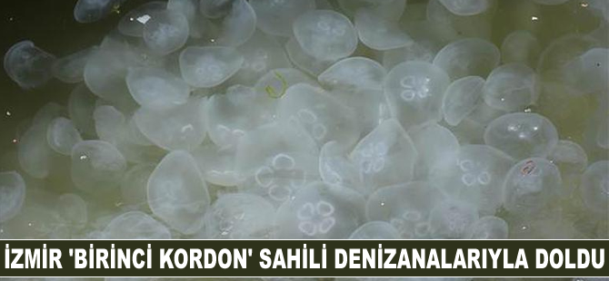 İzmir 'Birinci Kordon' denizanalarıyla doldu