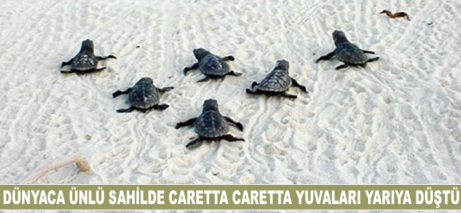 Dünyaca ünlü sahilde caretta caretta yuvaları yarıya düştü