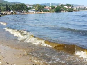 Alg patlamasıyla Erdek sahilleri kahverengiye boyandı