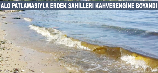 Alg patlamasıyla Erdek sahilleri kahverengiye boyandı