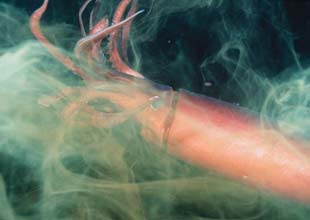 Dev Kalamar'ın buzları çözülüyor