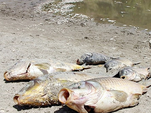 Oğulbağı Göleti'nde yüzlerce balık oksijensizlikten öldü