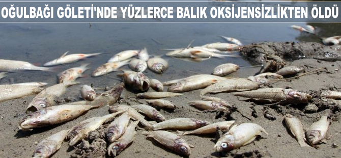 Oğulbağı Göleti'nde yüzlerce balık oksijensizlikten öldü
