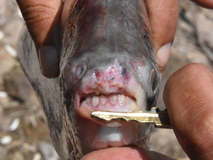 Kızılırmak'ta 'PİRANA' alarmı! 15 gün arayla ikinci kez yakalandı