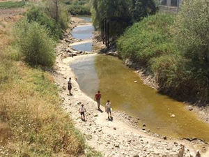 Sakarya Nehri kurudu, binlerce balık öldü
