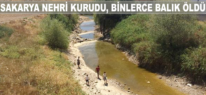 Sakarya Nehri kurudu, binlerce balık öldü