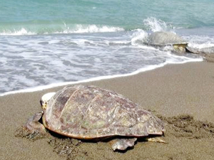 Tedavi edilen deniz kaplumbağaları denize bırakıldı