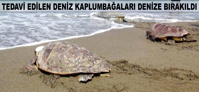 Tedavi edilen deniz kaplumbağaları denize bırakıldı