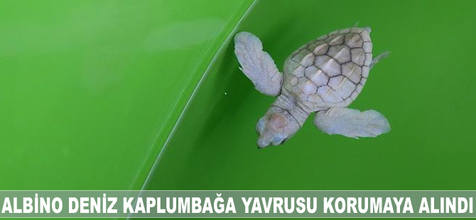 Albino deniz kaplumbağa yavrusu korumaya alındı