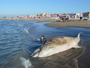 Karasu Sahili'nde ölü yunus balığı bulundu